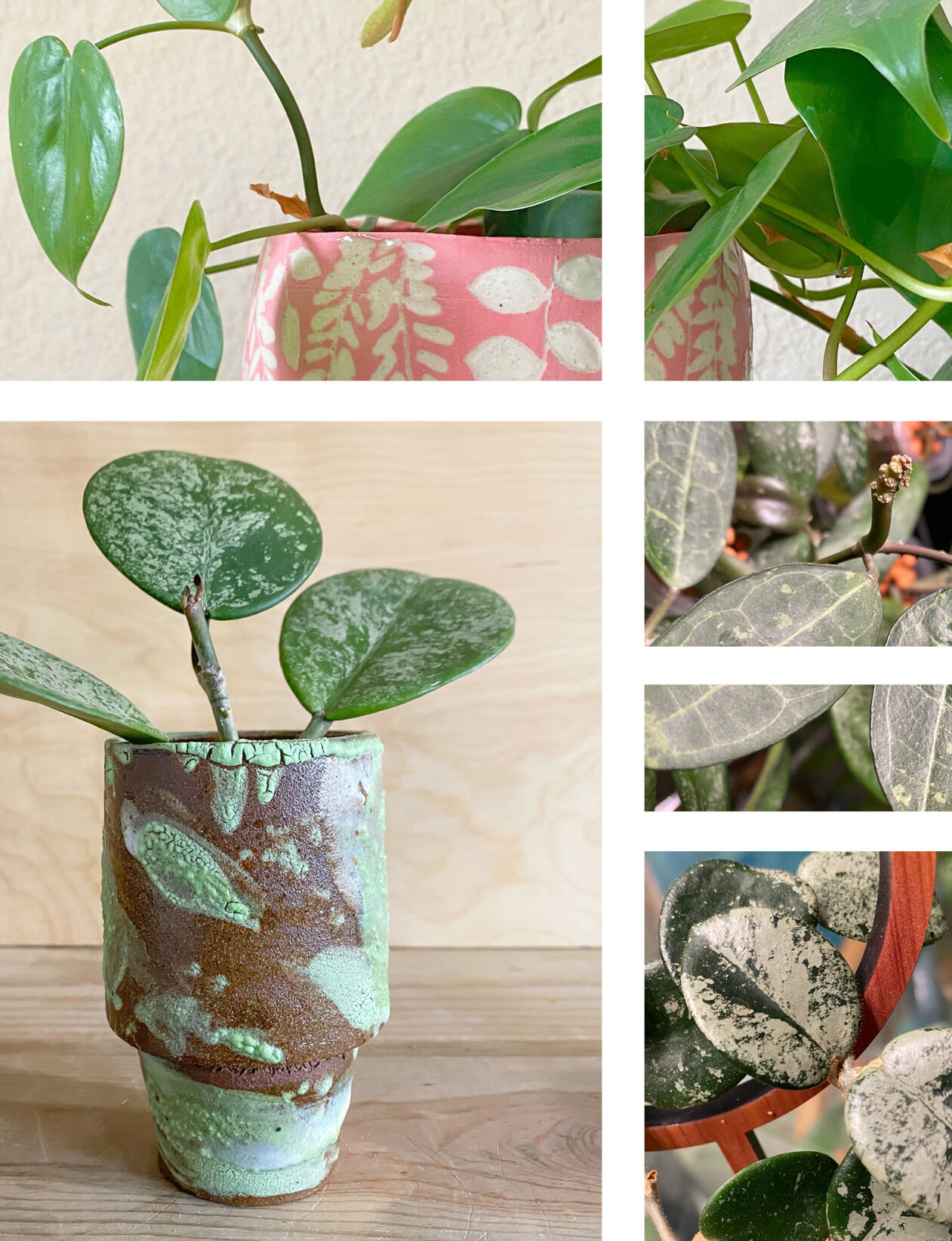 Plants